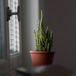 Pianta d'appartamento che assorbe l'umidità, posizionata in un angolo luminoso di casa.