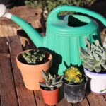 Innaffiatura corretta delle piante grasse con metodo innovativo e pratico.