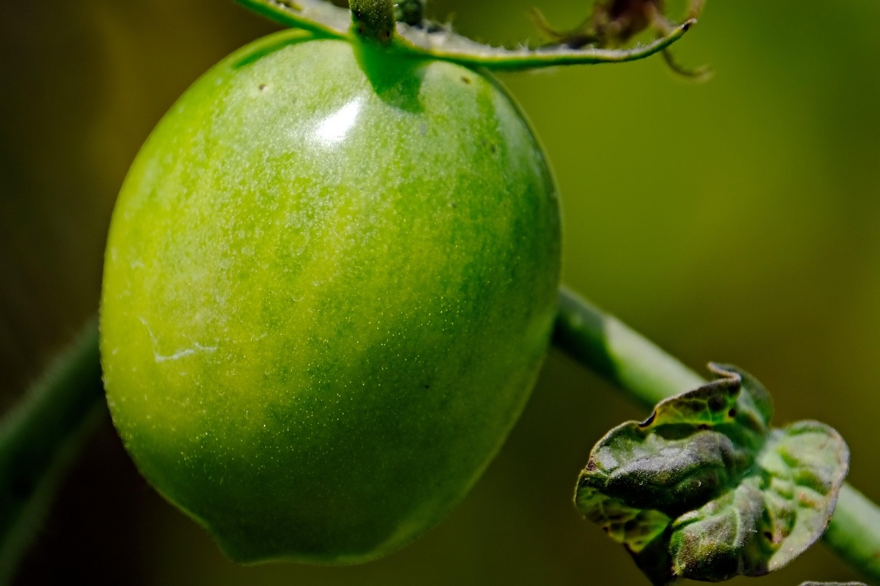 Immagine di pomodori colpiti da peronospora con rimedi naturali in primo piano.