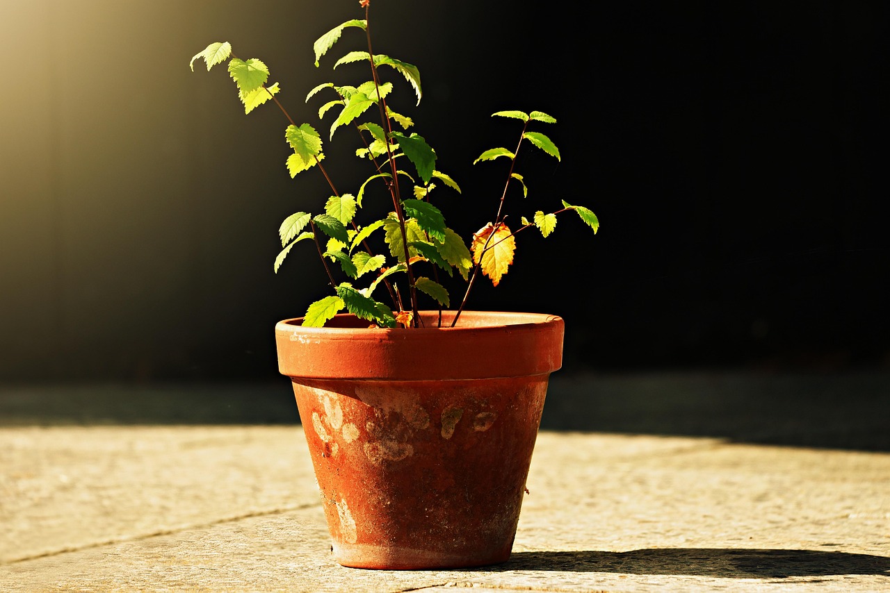 Piante d'appartamento con foglie ingiallite e cadenti, simbolo di problemi di salute vegetale.