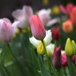 Tulipani colorati in un giardino fiorito, pronti per essere piantati.