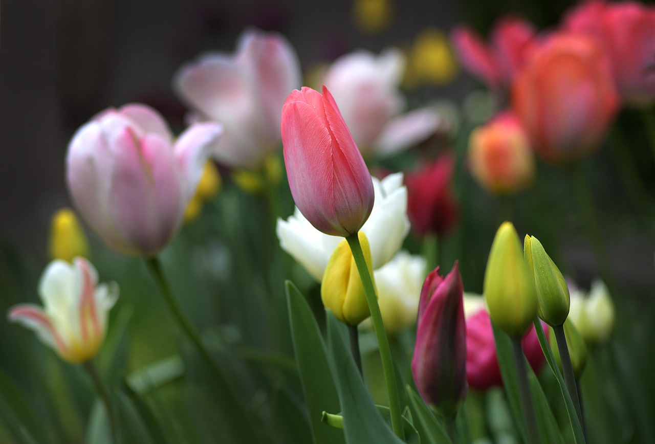 Tulipani colorati in un giardino fiorito, pronti per essere piantati.